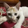 Tlinhlunglinh