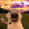 Hòa Camel