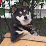 shigi