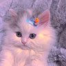 LanThao94