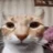 Kingchat11